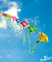 Chinese Kite Flying - 80 kites on 1 string