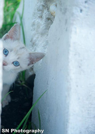 white kitty