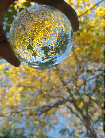 Winning Image 1 - Poui Season_ Glass Sphere Photography _ Location Poui Hill Port of Spain